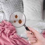 Where Are Bedbugs Found Around the Bedroom