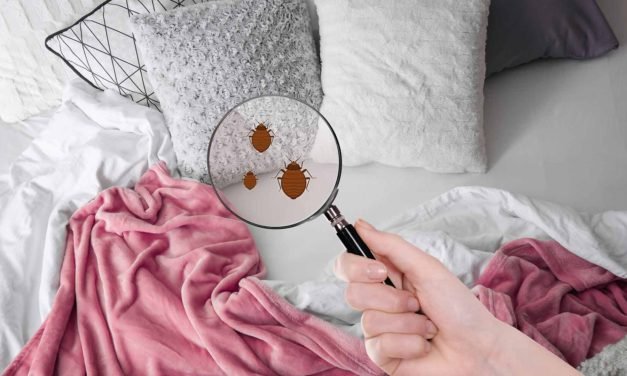 Where Are Bedbugs Found Around the Bedroom