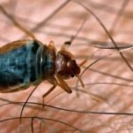 Do Bedbug Bites Hurt?