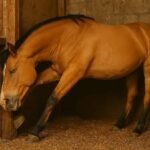 How to Get Rid of Fleas on Horses: A Comprehensive Guide